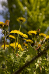 Beautiful wild yellow dandelions in the green grass in spring