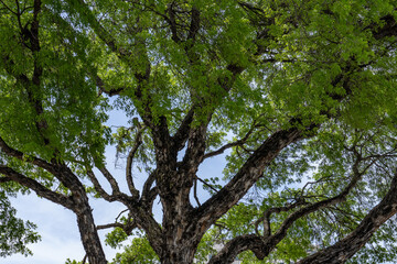 Swietenia mahagoni, American mahogany, Cuban mahogany, small-leaved mahogany, and West Indian mahogany, Kalākaua Avenue, HONOLULU, OAHU, HAWAII