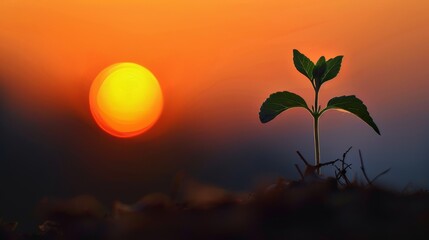Obraz premium Golden Hour Growth Silhouette of a Young Plant Reaching for the Sun Symbolizing Hope and Renewal