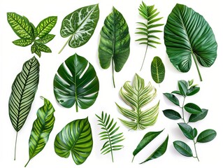 Fototapeta premium A beautiful collection of tropical leaves, displaying their rich green hues and intricate patterns, isolated on a blank white backdrop.