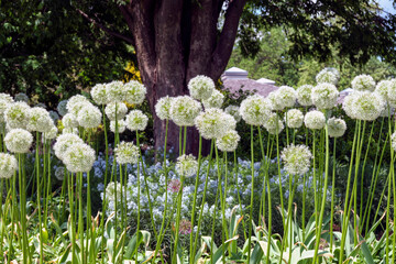 White allium flowers blooming in spring.