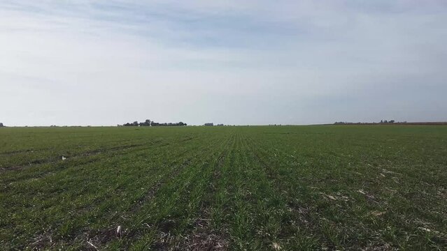 Campo sembrado con trigo, vuelo rasante en forma paralela a surcos, plantas j&oacute;venes, toma con dron