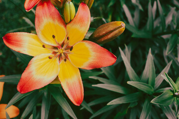 red and yellow lily