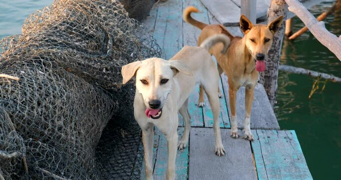 two dogs sharply turn their heads simultaneously back then forward synchronicity animals hear sound alertness