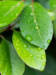 雨に濡れた新緑の葉