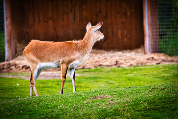 Young Deer in Front of Wooden Structure
