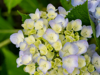 咲き始めの紫陽花の花