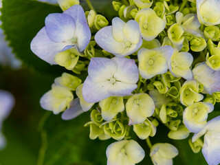 咲き始めの紫陽花の花