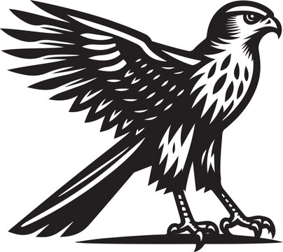 recommend clip art: harrier bird vector illustration