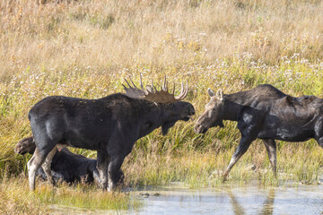 Bull and Cow Moose During the Rut in Autumn in Wyoming