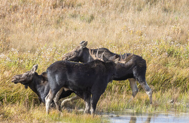 Bull and Cow Moose During the Rut in Autumn in Wyoming