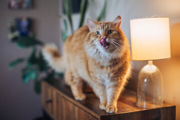 ginger cat on the table next to the lamp looking at the camera