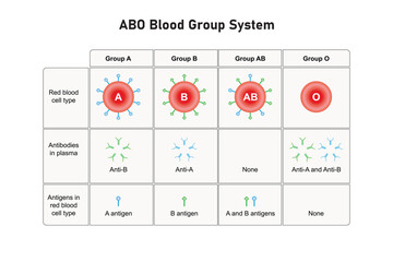 ABO Blood Group System Scientific Design. Vector Illustration.