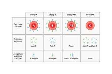 ABO Blood Group System Scientific Design. Vector Illustration.