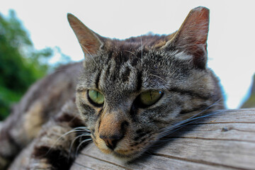 Green-eyed tabby cat lying on a wooden log with a blurred background behind him, close-up