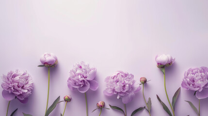 A minimalist design of a lilac purple peony floral border on a pastel lilac background