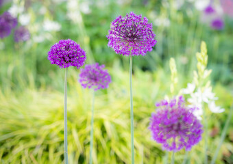 Obraz premium field of lavender