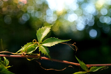 Bokeh Vine