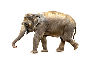 Obraz premium Asian elephant walking on white background.
