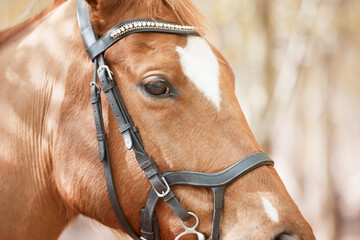 Horse, sunshine and profile of animal in nature for travel, adventure and summer in countryside. Eyes, stallion and pet with trees, mountain or woods in Canada for riding, freedom and trail in nature