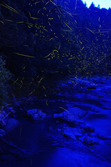 ホタル飛び交う川面