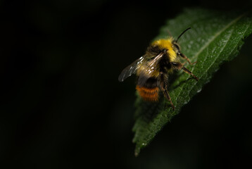 Close-up of a wild bee, a bumblebee, sitting on a green leaf. The bumblebee can be seen from behind. The background is dark.