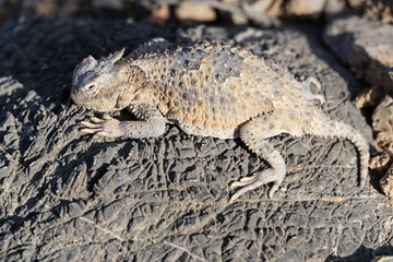 Southern Desert Horned Lizard Or Phrynosoma platyrhinos calidiarum
