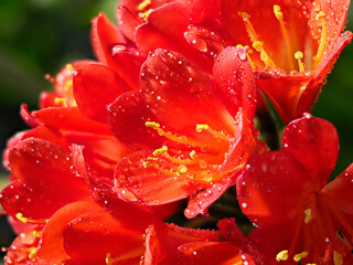 水滴が付いたクンシランの花
