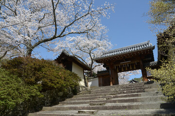 春の毘沙門堂　薬医門　京都市山科区