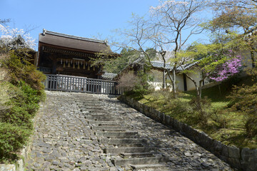 春の毘沙門堂　勅使門　京都市山科区