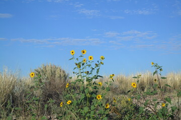 field of sunflowers