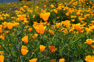 yellow tulips in the garden