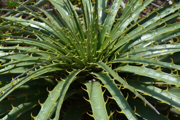 close up of aloe