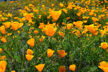 yellow tulips in spring