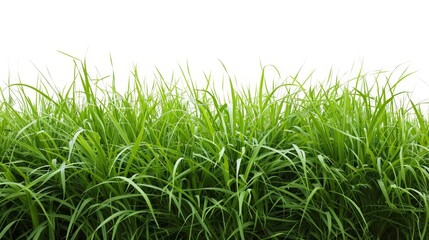 A lush green grass field stretches out against a white background, creating a sense of freshness and tranquility. 