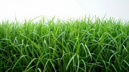 Obraz premium A lush green grass field stretches out against a white background, creating a sense of freshness and tranquility. 