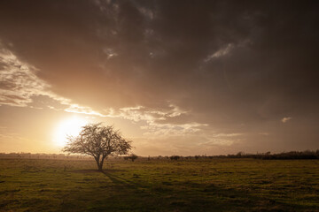 Panorama of a pasture and grassfield of Vojvodina, serbia, with a Solitary Tree at Dusk - Scenic Landscape of Vojvodina Plains with Dramatic Sky.
