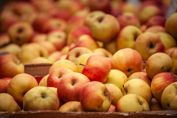 Selective blur on Fresh Apples for Sale at a Green Market in Belgrade, red and yellow, Celebrating Local Serbian Produce, ready to be sold as serbia is a major agriculture producer, for fruits.