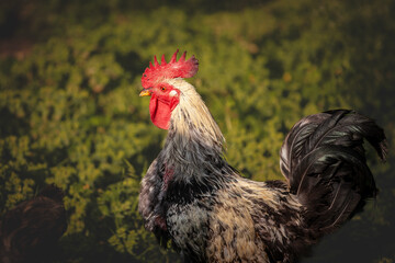 Selective blur on a black and white Rooster Posing in Natural Surroundings: Capturing the Beauty and Majesty of Farm Animals such as cock, poultry and hens.