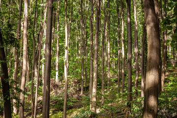 Obraz premium Dense Trees in a European Forest with trunks visible and leafy deciduous trees in a wood of serbia, in southeastern europe.