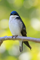 Tree Swallow perched on a tree branch with green background