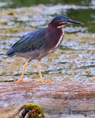 Black-crowned night heron sitting on the tree trunk on the river, Canada