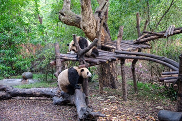 Giants panda playing together after the raining
