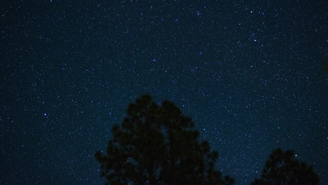 Time lapse of a multitude of stars rising over a pine forest