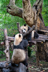 Giants panda playing together after the raining
