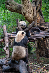 Giants panda playing together after the raining