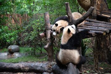 Giants panda playing together after the raining