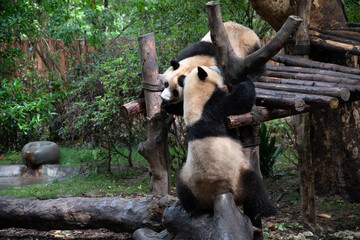Giants panda playing together after the raining