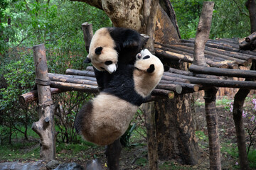 Giants panda playing together after the raining