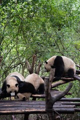 Giants panda playing together after the raining
